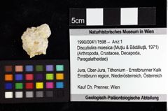 Foto (Objket + Etiketten) von Longodromites sp. 